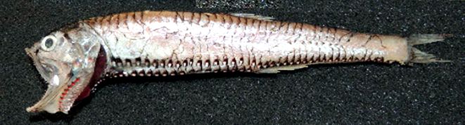 Gonostoma denudatum_05.jpg